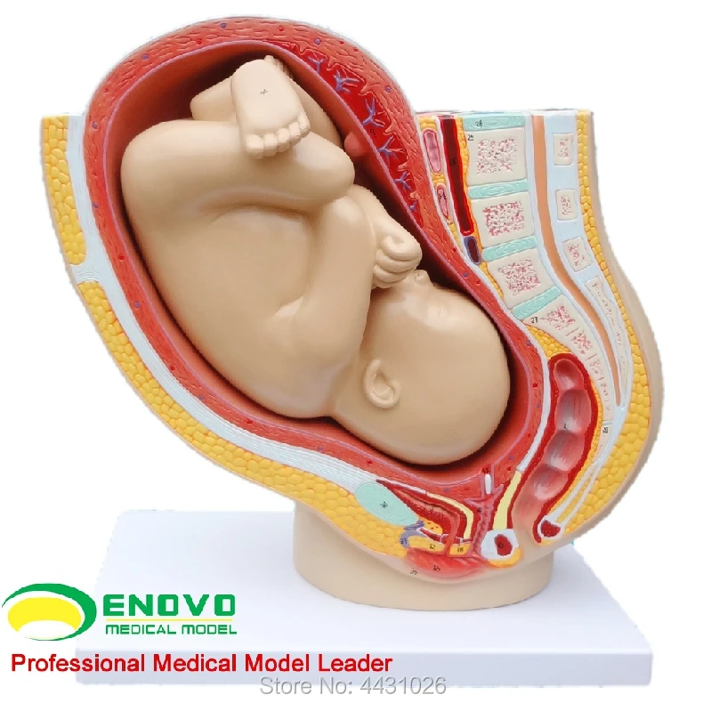 Модель гинекологии матки и акушерства в области тазовой полости плода модель при женской беременности человека