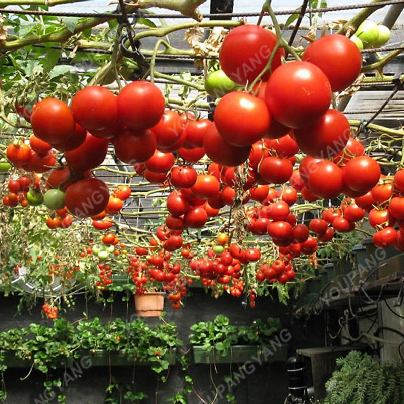 Heirloom Giant Tomato Tree 200 Healthy Delicious Nutritious Fruits