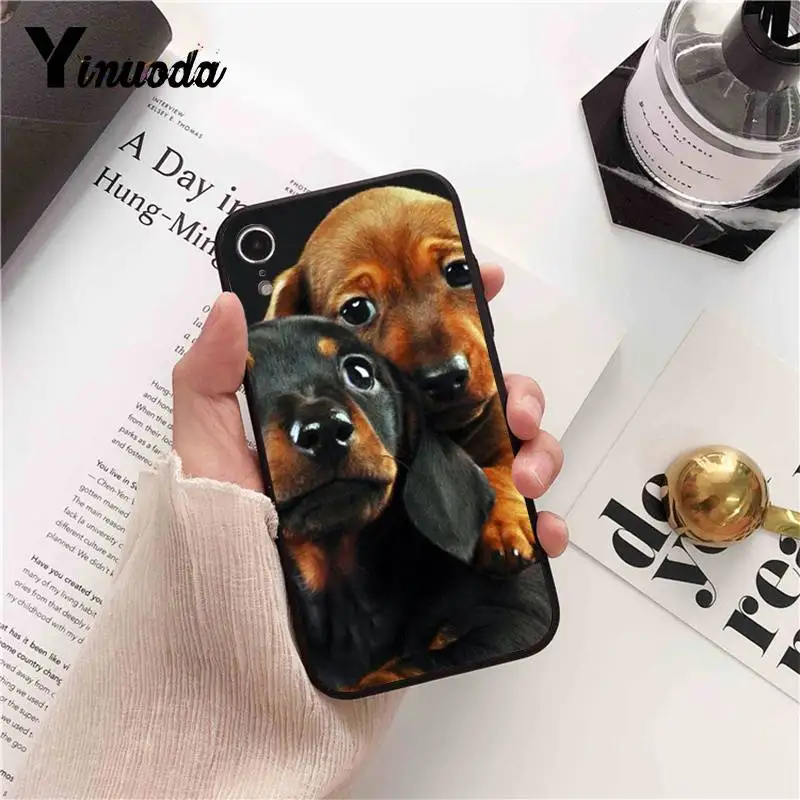 Dachshund Doberman Dog face