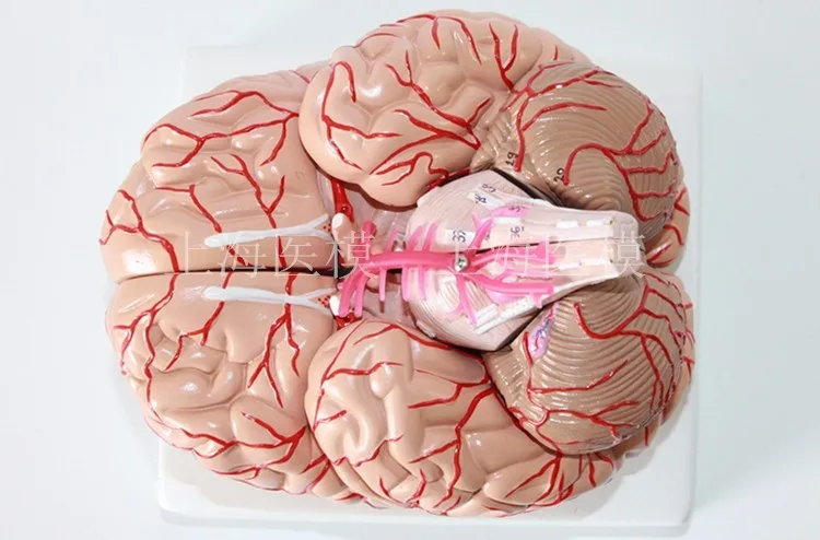 Cerebral artery model brain anatomical model brain stem structure model neurology teaching model free shipping Cerebral artery model brain anatomical model brain stem structure model neurology teaching model free shipping