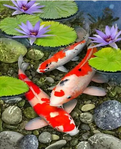 Fish pond lotus