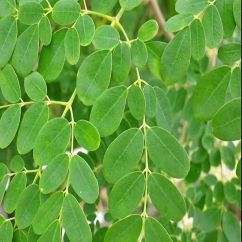 100-1000 г Моринга, лист Моринги oleifera, horseradishtreeleaves, экстракт листьев лошадиного дерева порошок для пищеварения серии анти-алкоголизм