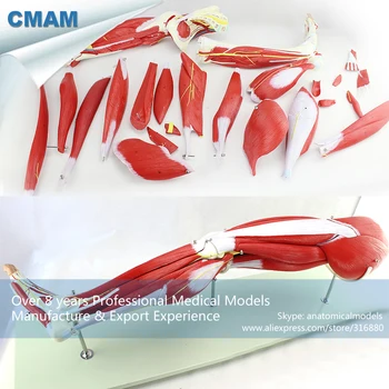 

12027 / Neurovascular Anatomy of Lower Extremity Muscle , Medical Science Educational Teaching Anatomical Models