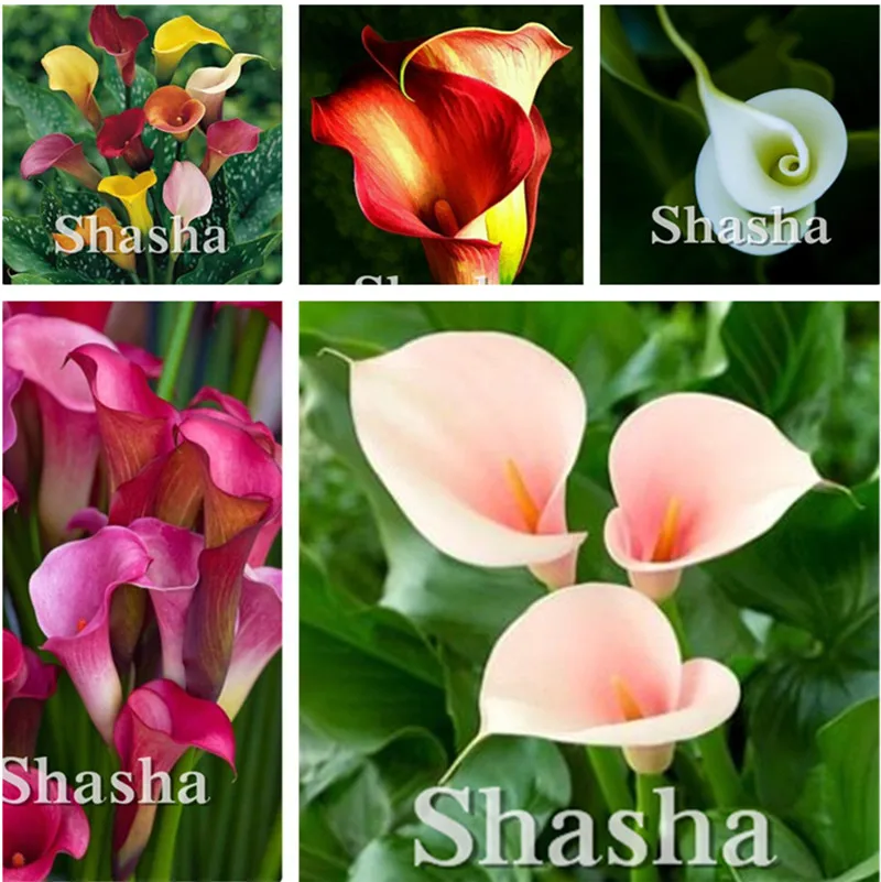 

150pcs Multi-Color Bonsai Calla Flower True Calla Lily plant Symbolizes Love Elegant Noble Flower Perennial Bonsai Flower flores