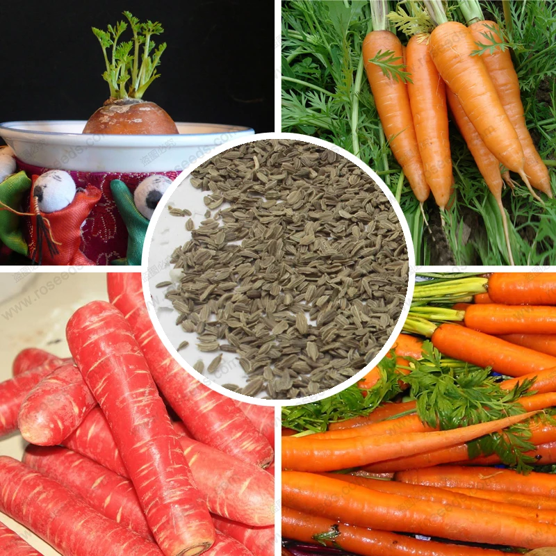 Vegetable seed carrots carrot seeds 100 real delicious fresh carrot