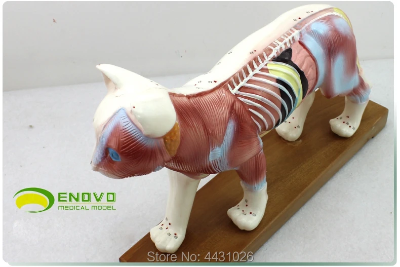 ENOVO Cat moxibustion model veterinarian learn animal anatomy model pet model animal acupuncture