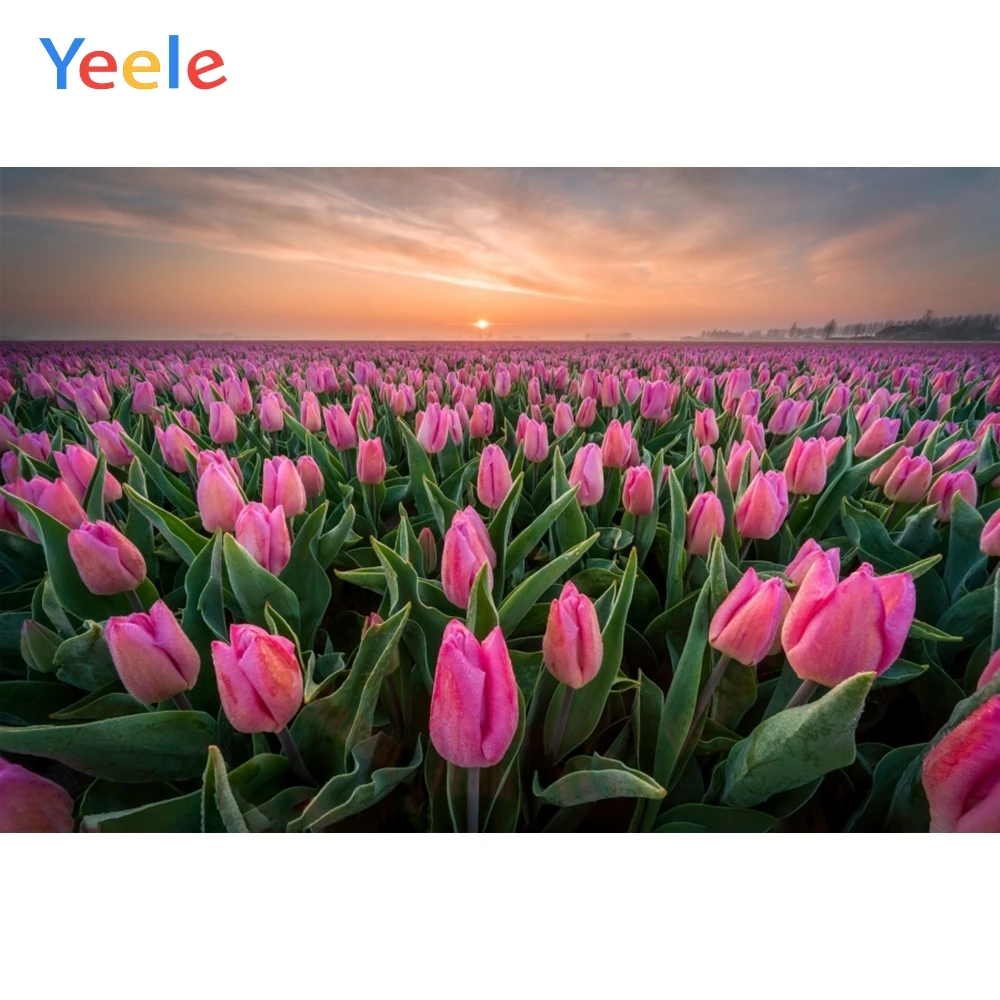 

Yeele Pink Tulip Garden Sunset Glows Romantic Wedding Photography Backgrounds Customized Photographic Backdrops for Photo Studio