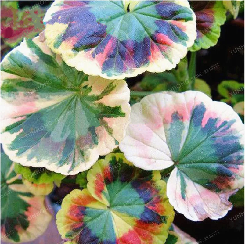 100pcs Janpanse Bonsai Coleus plant Foliage Plants Perfect Color Rainbow Dragon bonsai Beautiful Flower Plant Garden Semente 100pcs Janpanse Bonsai Coleus plant Foliage Plants Perfect Color Rainbow Dragon bonsai Beautiful Flower Plant Garden Semente