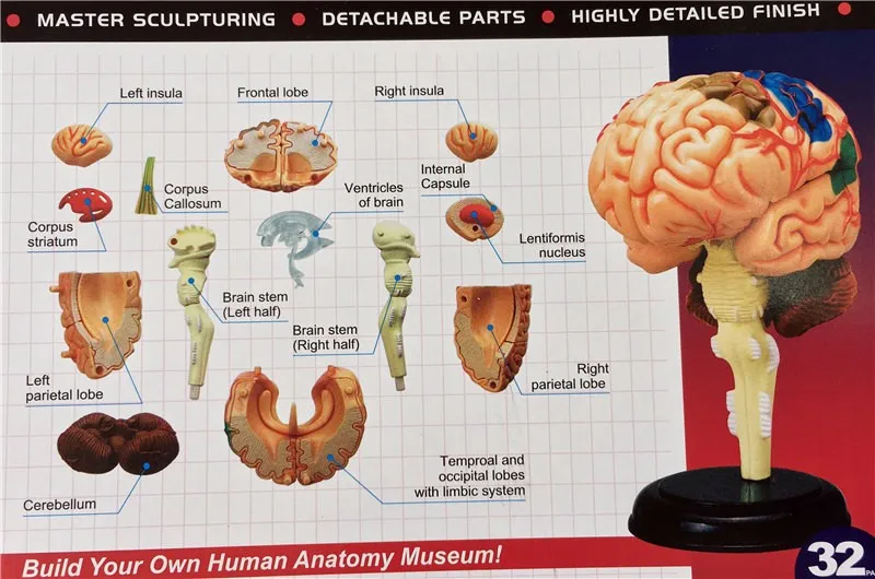 4D мастер человеческого мозга модель структура модель собранная Анатомия мерная модель 32 шт Набор