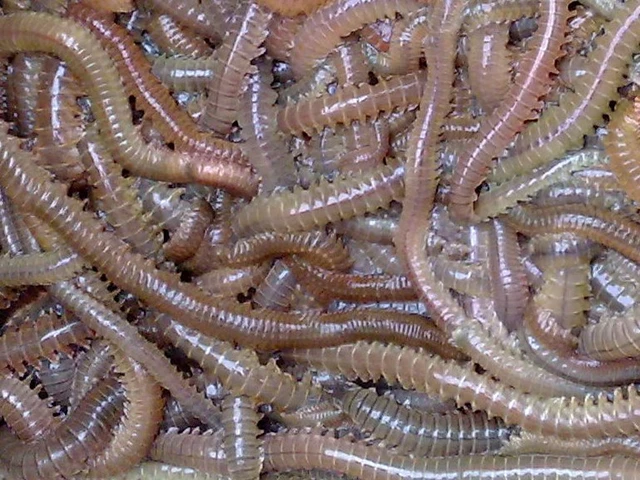 live fishing bait lugworm Polychaete wholesale - AliExpress