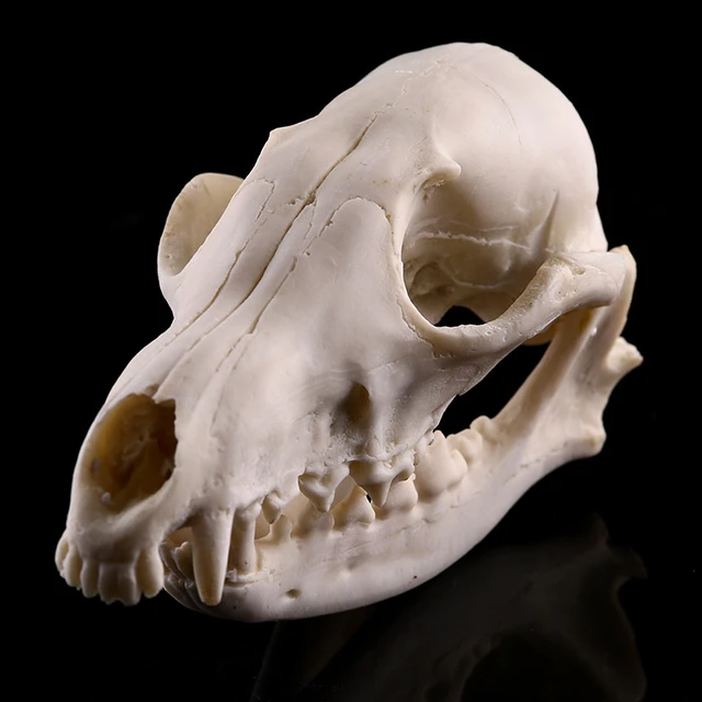 Wild Fox Skull Model High Simulation Wildlife Skull Model Resin Skull  Animal Skull _ - AliExpress Mobile
