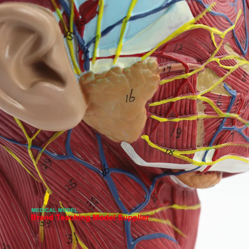 Анатомический медицинский череп человека, голова и лицо, анатомическая модель цереброваскулярного нерва, манекен для медицинского обучения