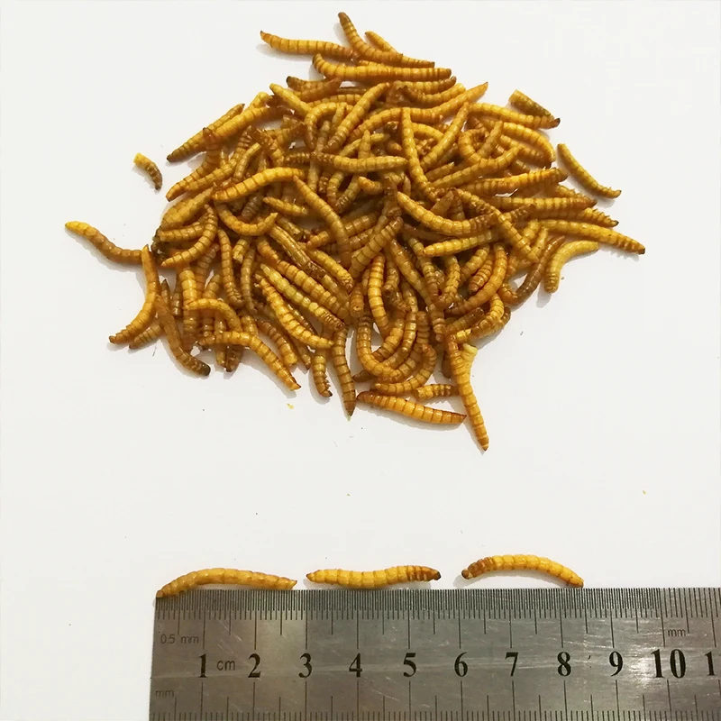 10 г/50 г сублимированный Mealworm муравей питание питательный протеин принадлежности