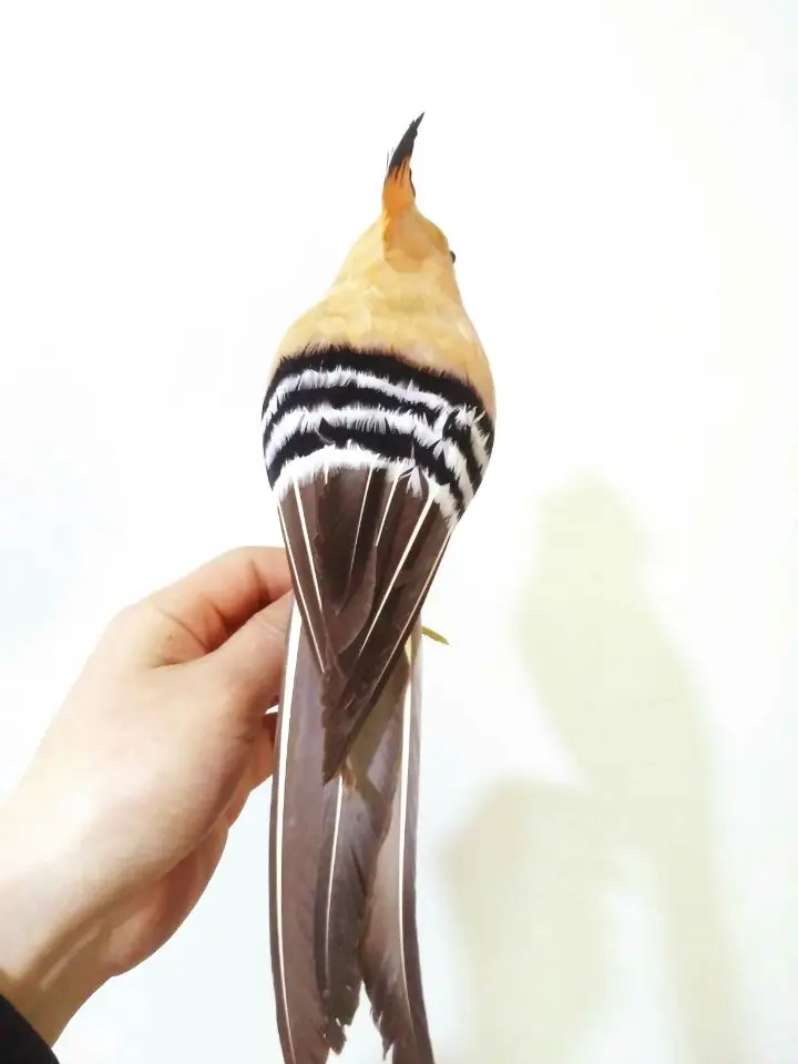 大30センチ羽ヤツガシラシミュレーション鳥ハードモデルプロップ 庭の装飾品s1473 ぬいぐるみ フラシ天 動物 Aliexpress