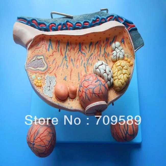 

Imported PVC Human Anatomy Enlarged Ovary Model
