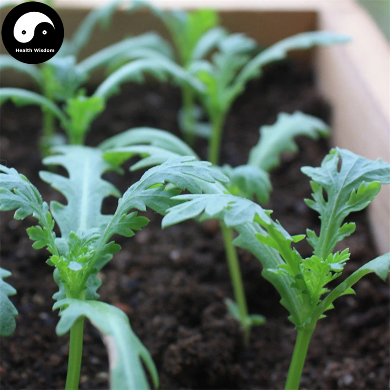 Buy Crown Daisy Vegetables Semente 200pcs Plant Chinese Green Leaf King