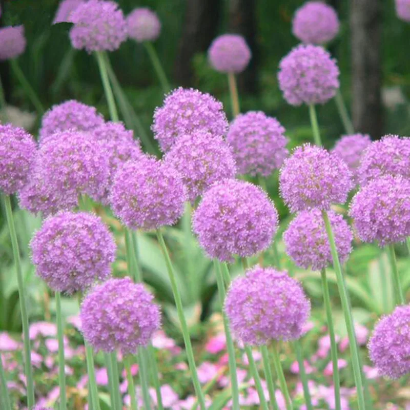 120 pcs/pack Purple Giant Allium Giganteum Beautiful Flower bonsai Garden Plant the budding rate 95% rare flower for kid 120 pcs/pack Purple Giant Allium Giganteum Beautiful Flower bonsai Garden Plant the budding rate 95% rare flower for kid