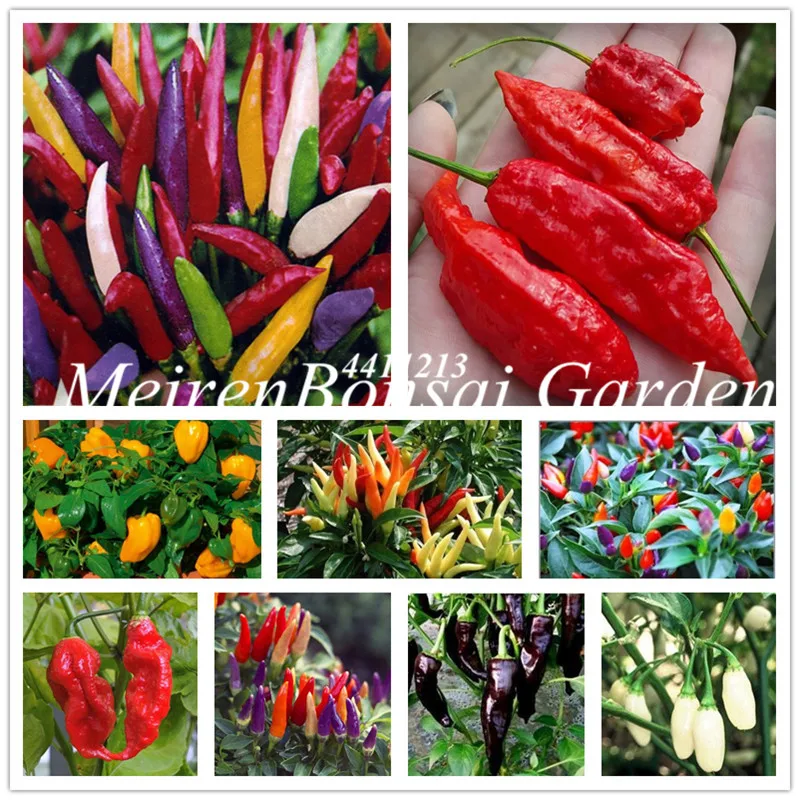 

Free Shipping 100 Pcs 6 Color mixed Yellow Puple Red Green Blue White Mix Sweet Bell Hot Pepper bonsai vegetables Paprika plants