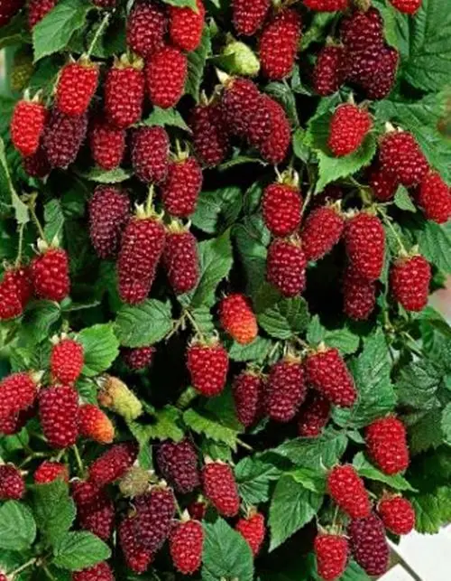 bonsai 50pcs Raspberry fruit plants Scottish Cross Tayberry Raspberry Heirloom bonsai 50pcs Raspberry fruit plants Scottish Cross Tayberry Raspberry Heirloom
