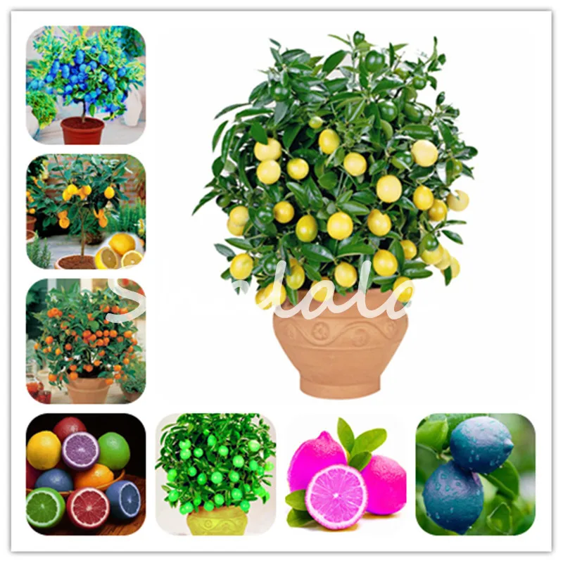 

20Pcs Kaffir Lime(Citrus Aurantifolia)Organic Fruit Dwarf Lemon Bonsai Tree High Vitamin Good For Health Pot Plant From Thailand