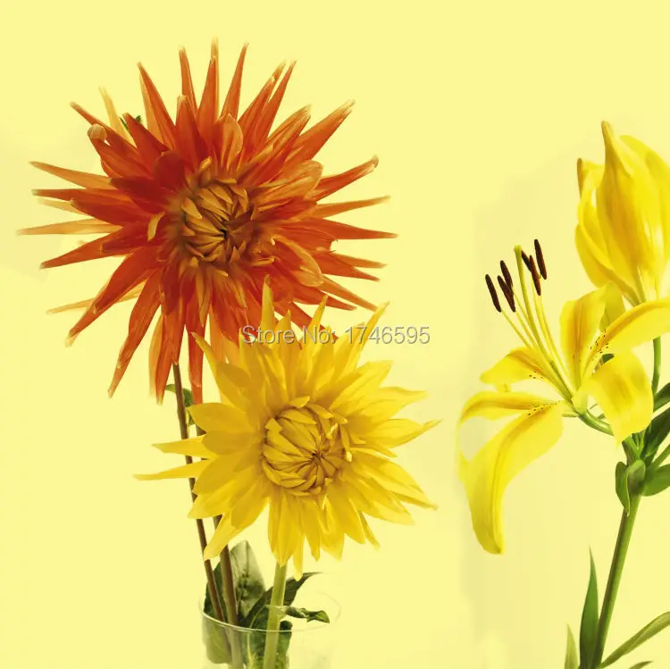 yellow daisy-2