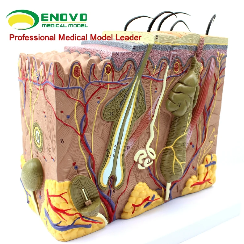 Кожа модель дерматологии доктор пациента коммуникационная модель красоты микроскопическая кожа анатомическая модель человека