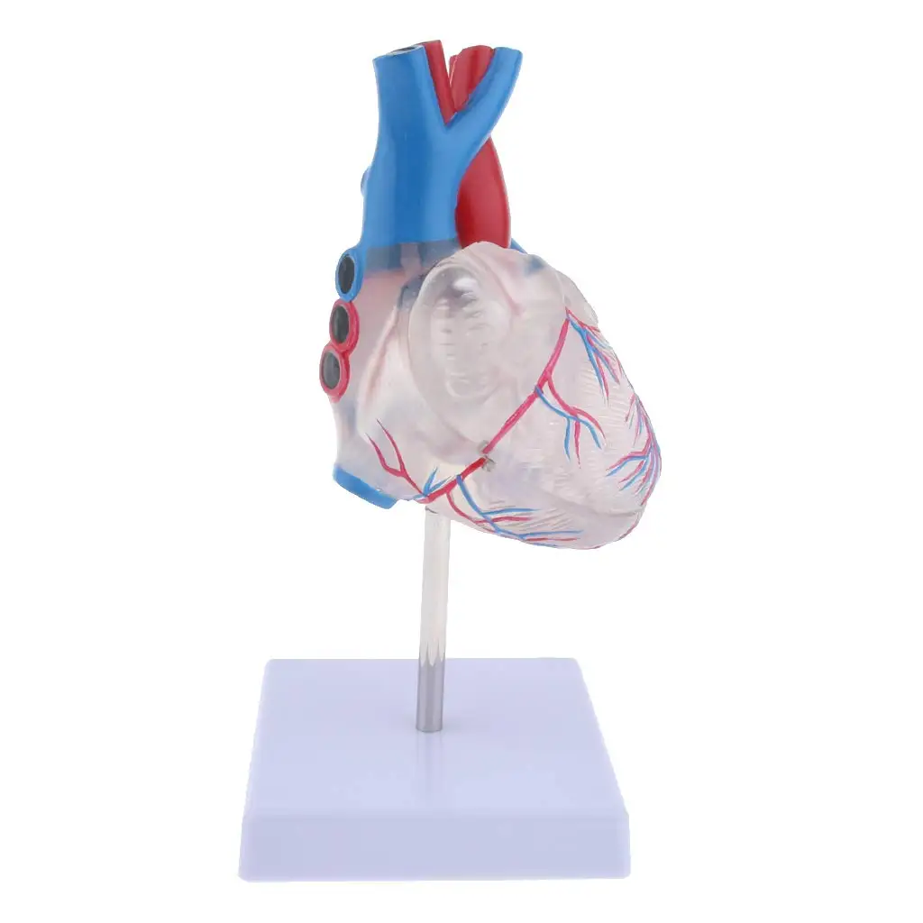 1: 1 человеческое сердце вискера модель структура медицинский анатомический модель для школьного обучения инструмент обучения дисплей лабораторные принадлежности