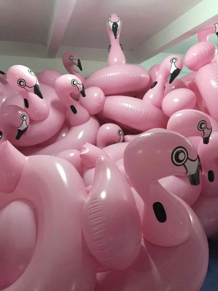 flamingos