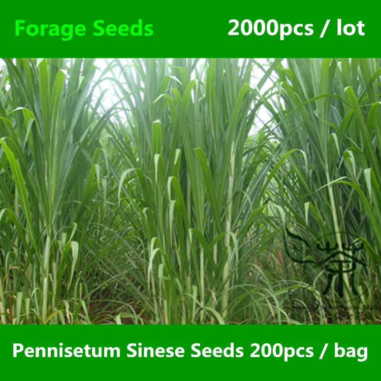 ᗑFamily Poaceae Pennisetum ∞ Sinese Sinese Roxb Seeds 2000pcs
