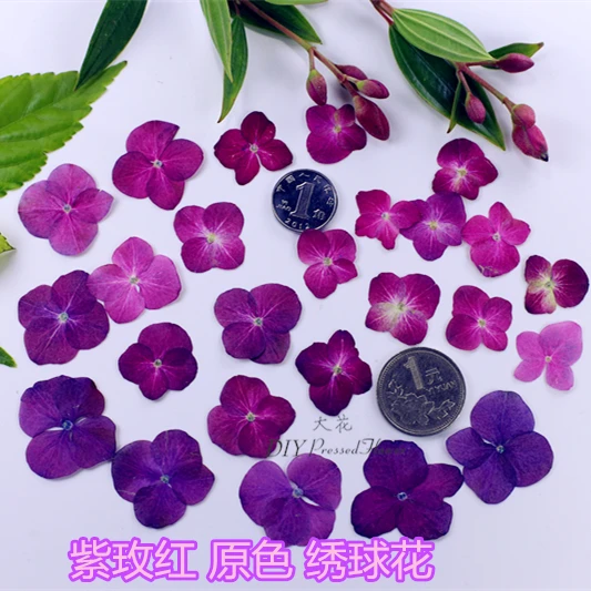 Natural Purple Flowers Promotion For Promotional 120pcs Freeshipping Pressed Flower Dried Natural Flowers Diy Materials Color Purple Rose Hydrangea