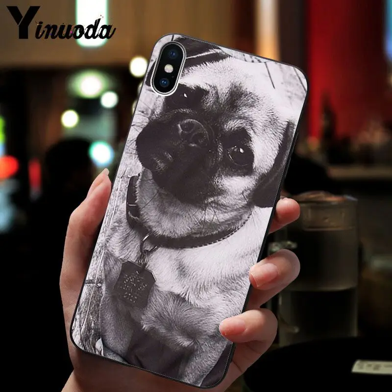 Cute pug dog