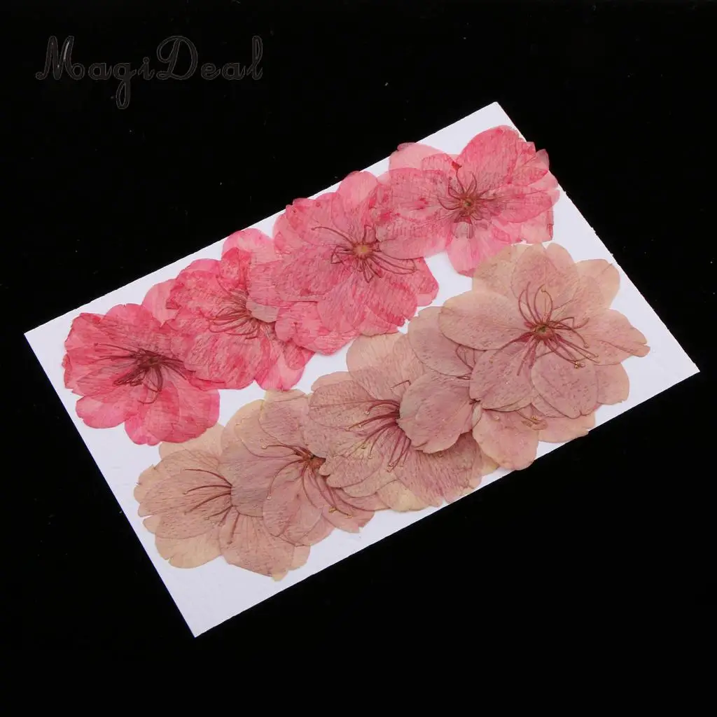 MagiDeal 10pcs Mixed Color Pressed Dried Sakura Flowers Cherry Blossom for Art Craft Dried Flowers raft for House Decoration