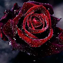 Картина с бриллиантами на заказ красная роза полный квадратный пейзаж капля значок с вышивкой в виде ромба eigen foto Рождественский Декор лайтпад