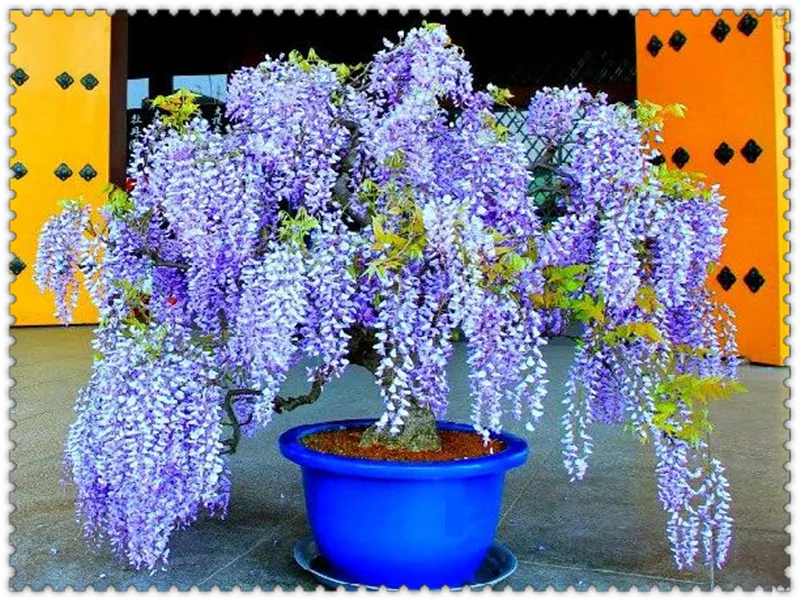 10 Pcs Wisteria Bonsai Rare Red Flower Tree Perennial Indoor Ornamental