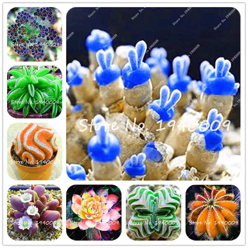 

100 pcs Rare Succulent Seedling Cactus Bonsai Rare Succulent Perennial Herb Pot Flower Indoor Planta seedfor Home Garden Decor