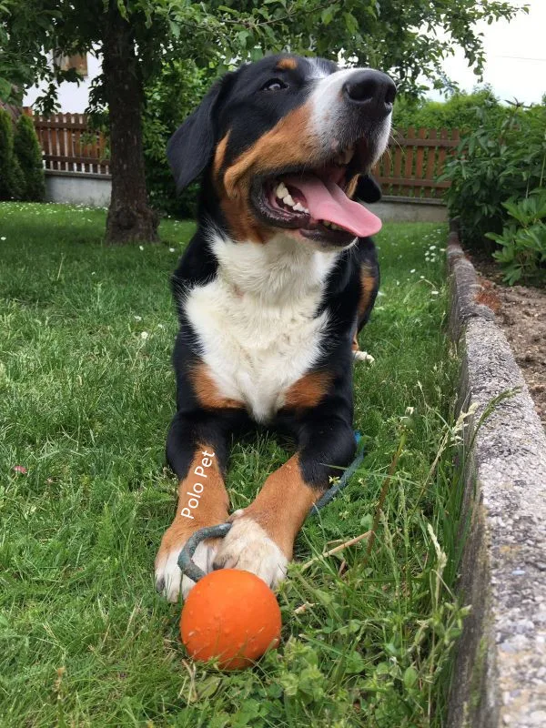 Резиновые шары для собаки нетоксичной жевать безопасный обучение, игры любимая игрушка интерактивные молярная Мячик с веревочкой для малых и средних собак