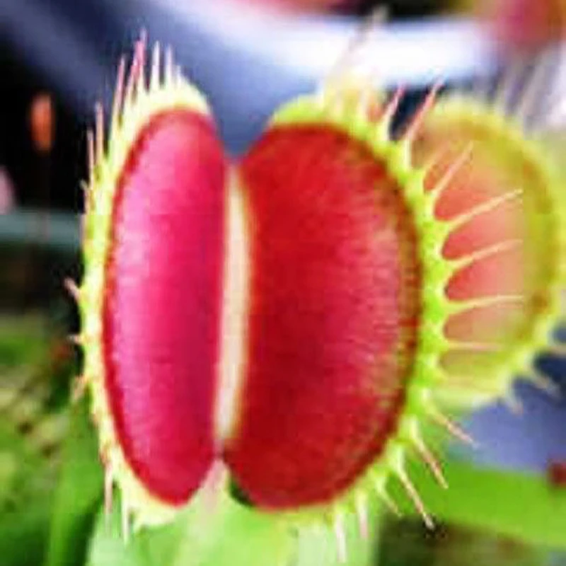 

100 pcs Venus Flytrap | Venus Fly Trap | mix | carnivorous plants of perennial garden for garden