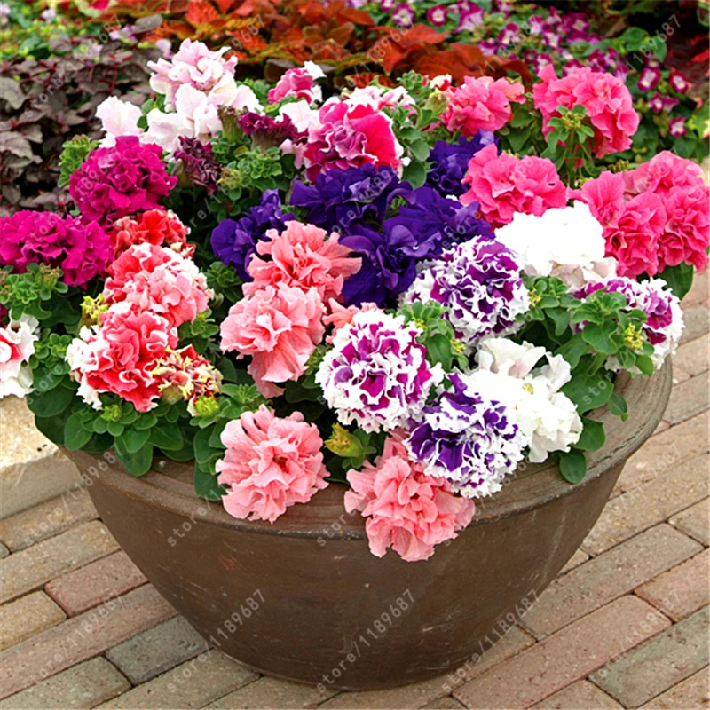 

100 pcs rare beautiful petunia flower colorful double petunia plants earsy to grow bonsai tree flower for garden