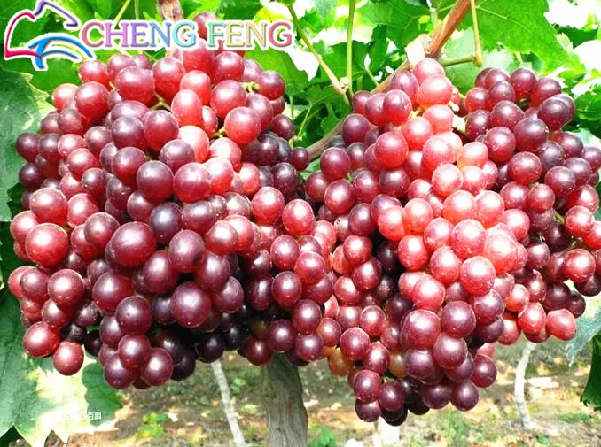 Купить Саженцы Кишмиша