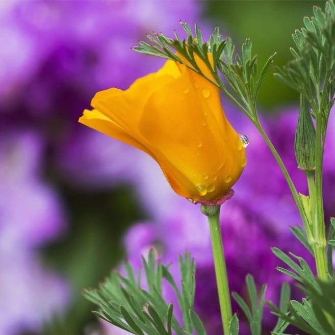 A California Poppy blooms in a garden; Astoria  Oregon  United States of America Poster Print (38 x 24)
