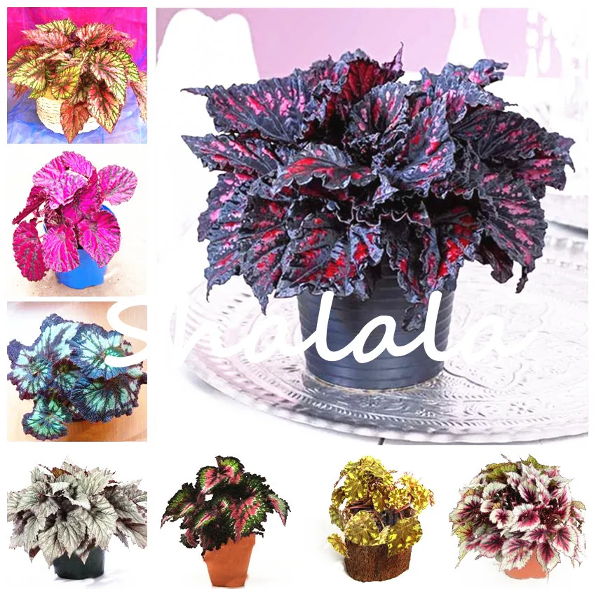 

200PCS Colorful Begonia Flower Exotic Potted Bonsai Garden Courtyard Balcony Coleus bonsai DIY Decoration Plant Four Seasons