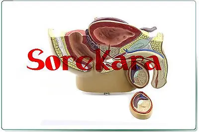 

1:2 Human Anatomical Male Reproductive System Prostate Medical Teaching Model School Hospital
