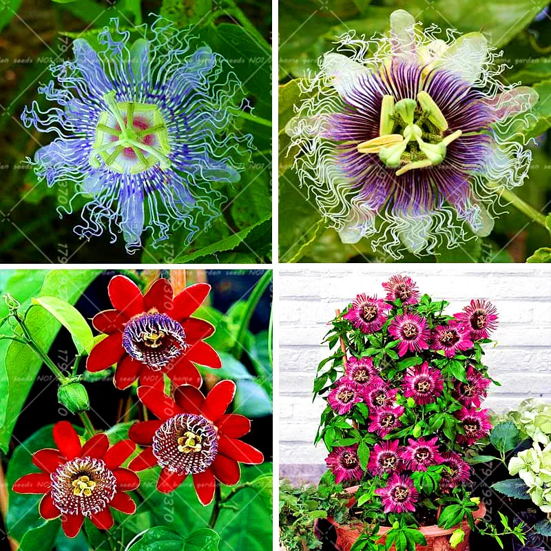 

10PCS Blue Passion Flower (Passiflora incarnata) Passion Fruit Seeds Bonsai Tropical Flower Seeds Indoor Plants For Home Garden