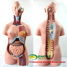 ENOVO The anatomical model of human anatomy in human anatomy of 85CM trunk system detailed anatomical urinary system model