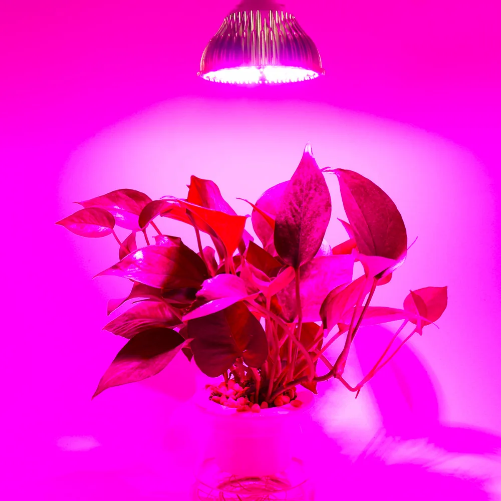 25806-description-10-l0