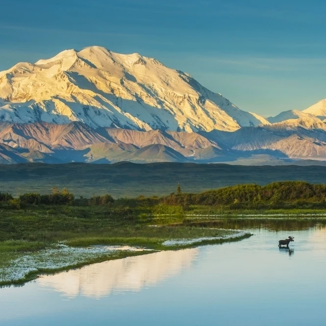 A silhouette of a bull moose feeding in a pond next to the Park Road in early morning light in Denali National Park with