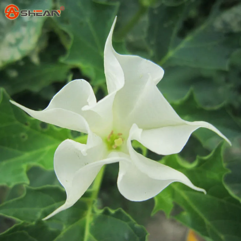 Compare Prices On Datura Online Ping Low Price At White Datura Seeds Brugmansia Angel Trumpets Bonsai Tree Flower 10 Particles Lot