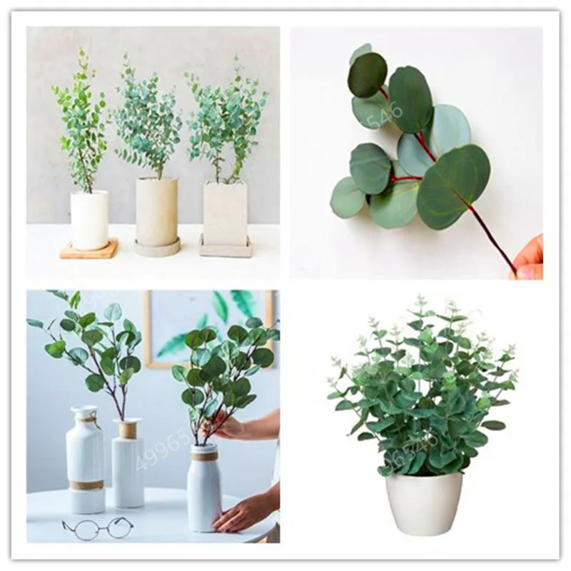 

300 Pcs Garden Bonsai Blue Eucalyptus Mini Tree Exotic Shrub Flower Pots Planters Tropical Ornaments Plants Courtyard Planting