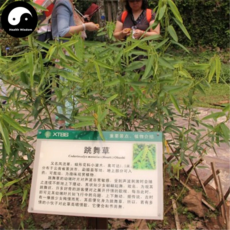 

Buy Dancing Grass Semente 80pcs Plant Shrubs Tree Codariocalyx Motorius