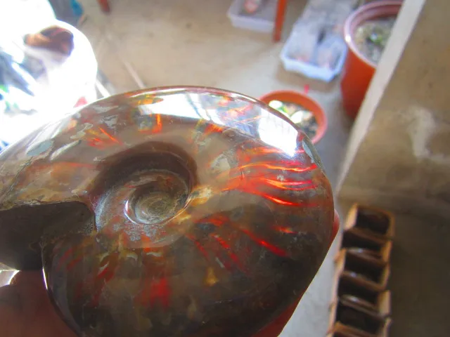 Best Price 598g(1.31 lb) Iridescent Ammonite Ammolite Specimen Fossil Madagascar BFB907